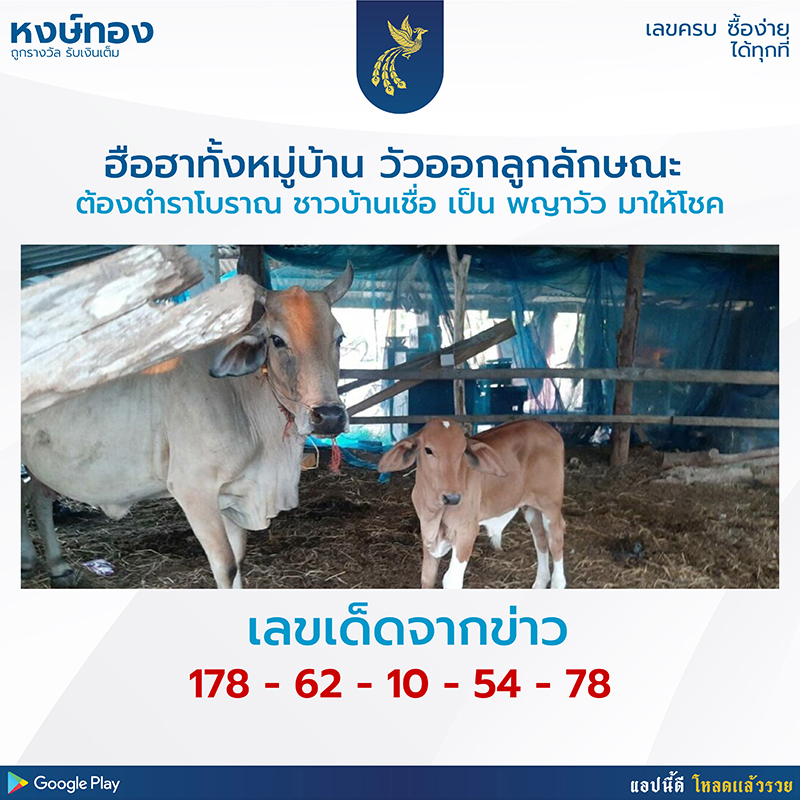 ฮือฮาทั้งหมู่บ้าน-วัวออกลูกลักษณะต้องตามตำราโบราณ-เชื่อเป็นพญาวัวมากำเนิด-ด้านชาวบ้านแห่ขอเลขเด็ด