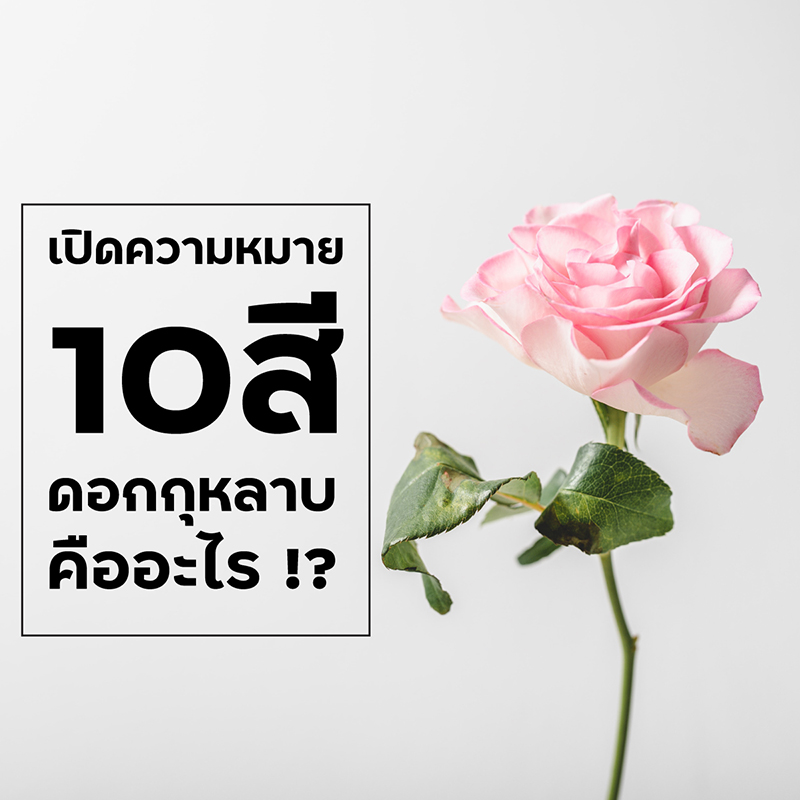 เปิดความหมาย-10-สี-ดอกกุหลาบรับเทศกาลวาเลนไทน์-แต่ละสี-คืออะไรบ้าง